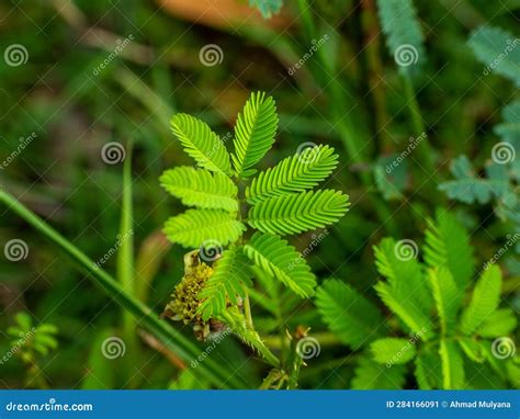 Image result for Mimosa Pudica Royalty Free Images