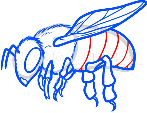 Image result for Bee Wings Drawing Reference