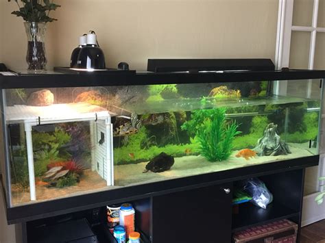 Toradh íomhá ar Large Turtle Tank Setup