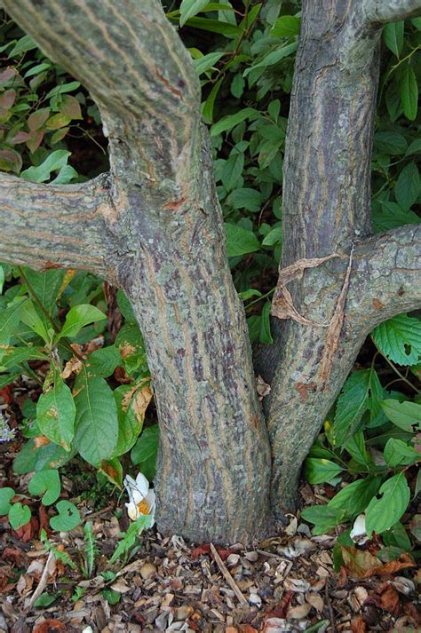 Image result for Falalen Tree Trunk