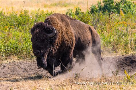 Bildergebnis für Bison Hune