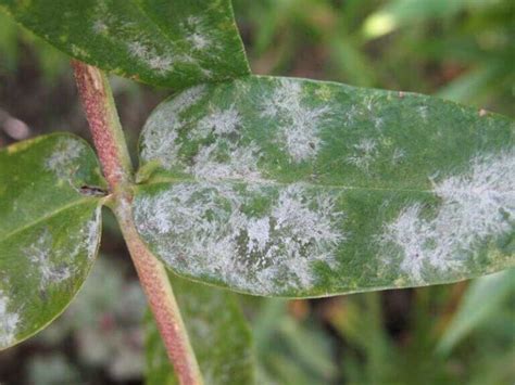 Powdery Mildew Crape Myrtle に対する画像結果