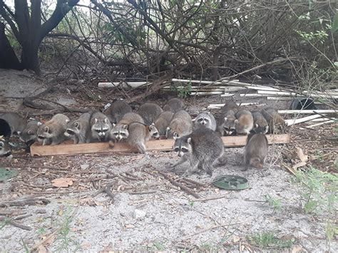 Image result for Raccoon Scats Identification Chart