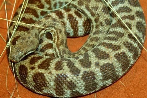 Toradh íomhá ar Stimson Python Breeding