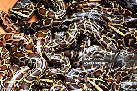 Image result for Burmese Python Cincinnati Zoo