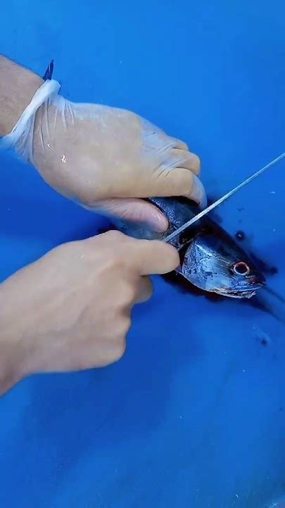 Afbeeldingsresultaten voor Tuna Fish Cutting Methods
