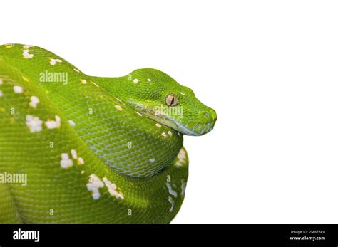 Image result for Green Python Snake