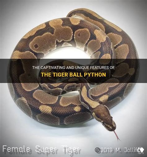 Toradh íomhá ar Tiger and Python