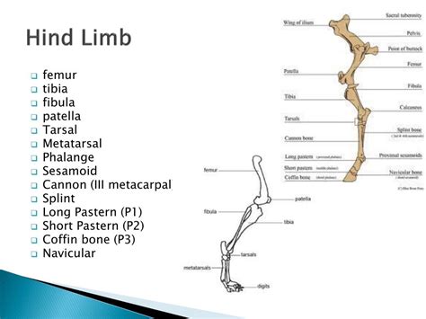 Image result for Hind Limb in Python