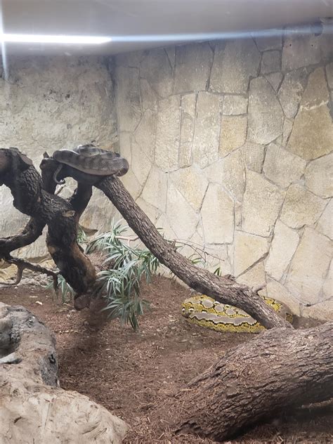 Toradh íomhá ar Reticulated Python Zoo Enclosure