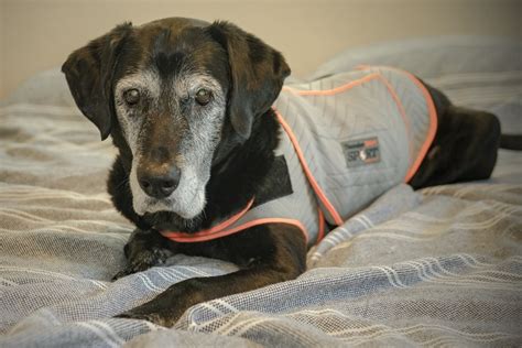Image result for How to Make a Thundershirt for My Dog