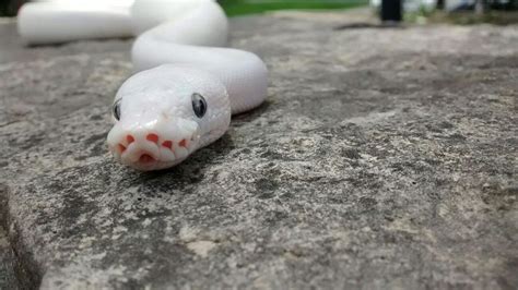 Afbeeldingsresultaten voor Ball Python Derpy