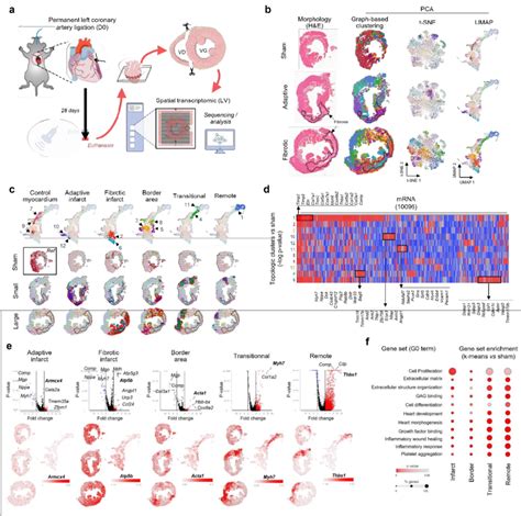 Fetal Heart Spatial Transcriptomics に対する画像結果