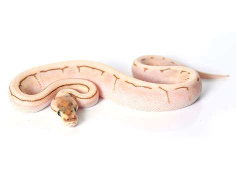 Image result for Ball Python Cinder