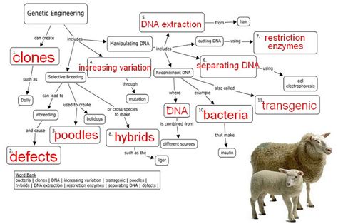 Afbeeldingsresultaten voor Genetic Engineering Concept Map