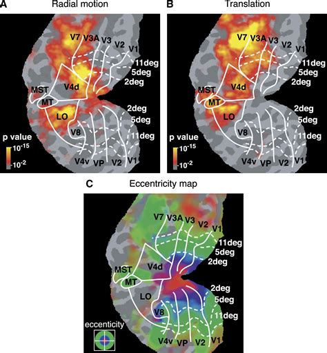 Visual Cortex Activation Map に対する画像結果