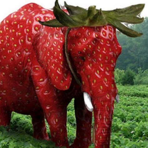 Image result for Strawberry Elephant Toy