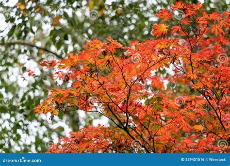 Image result for Japanese Maple Tree Fall