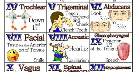 Cranial Nerves II に対する画像結果