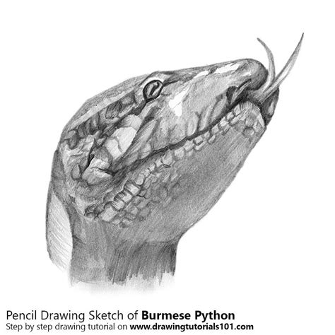 Image result for How to Draw a Realistic Burmese Python