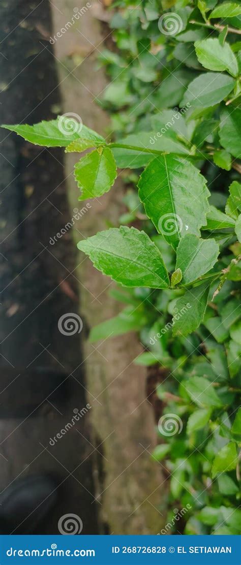 Toradh íomhá ar Tea Species