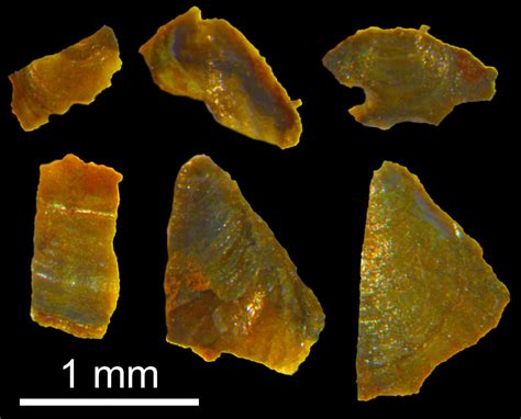 Image result for Cambrian Explosion