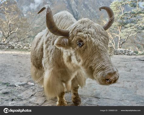 Image result for Yak Zebra