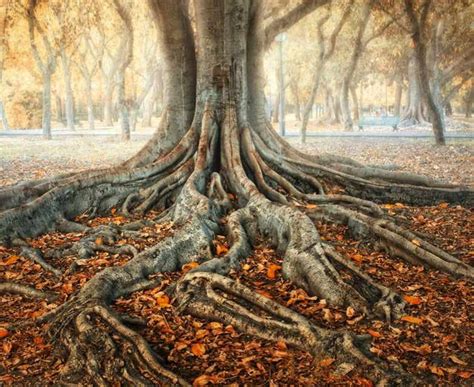 Image result for Trees with Small Root Systems