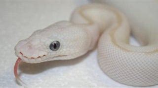 Image result for Python Side Eye