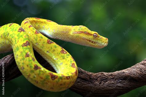 High Yellow Green Tree Python に対する画像結果