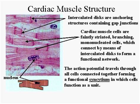 Cardiac Muscle Location And Function - vrogue.co