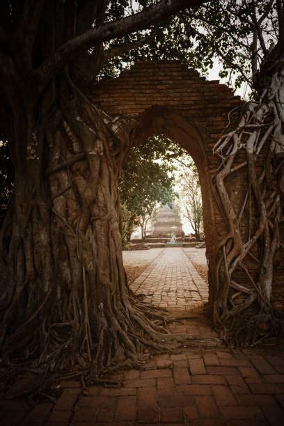 Bildergebnis für Tree Root Architecture