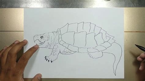 Snapping Turtle Sketch に対する画像結果