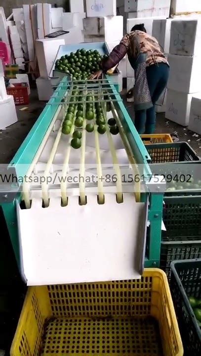 Image result for Sorting Pomegranate Machine