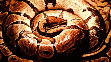 Image result for Killing Giant Pythons