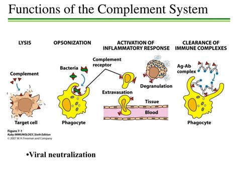 Image result for Regulation of the Complement System