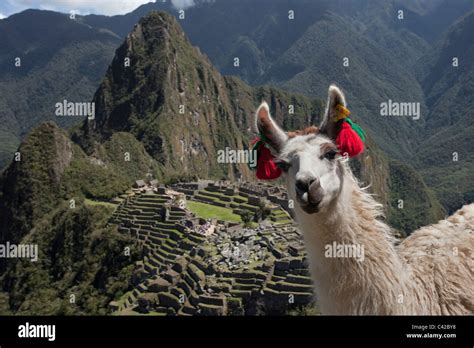 Level Lama に対する画像結果