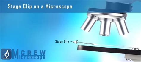 Toradh íomhá ar Compound Microscope Stage Clips