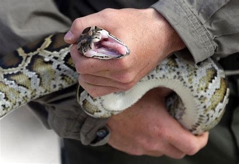 Rock Python Strike に対する画像結果