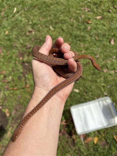 Patternless Pygmy Python ପାଇଁ ପ୍ରତିଛବି ଫଳାଫଳ