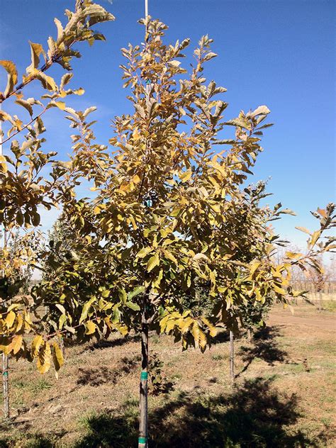 Toradh íomhá ar Chinkapin Oak Tree Autumn Color