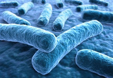 Image result for Legionella