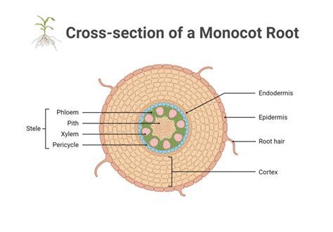 Toradh íomhá ar Labeled Root Tissue