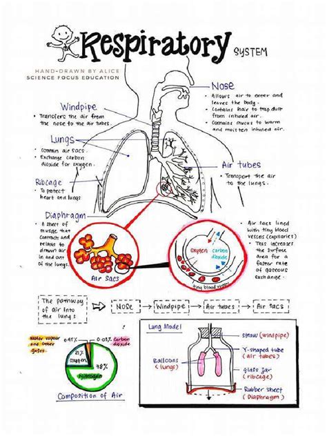 Afbeeldingsresultaten voor Respiratory System Notes PDF
