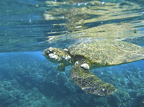 Turtle Wax Ceramic Teardrop Flag に対する画像結果