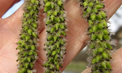 Image result for Pine Tree Catkins