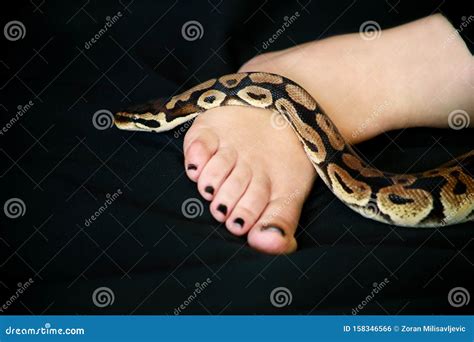 Image result for Python Snake with Legs
