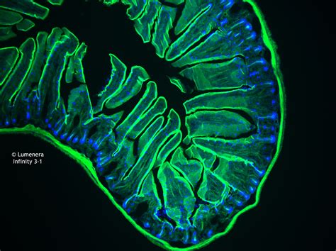 Toradh íomhá ar Mouse Under Microscope