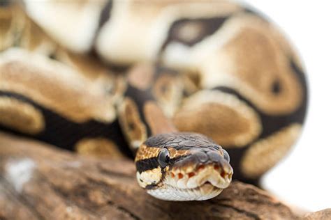 Python Snake Adult Face に対する画像結果