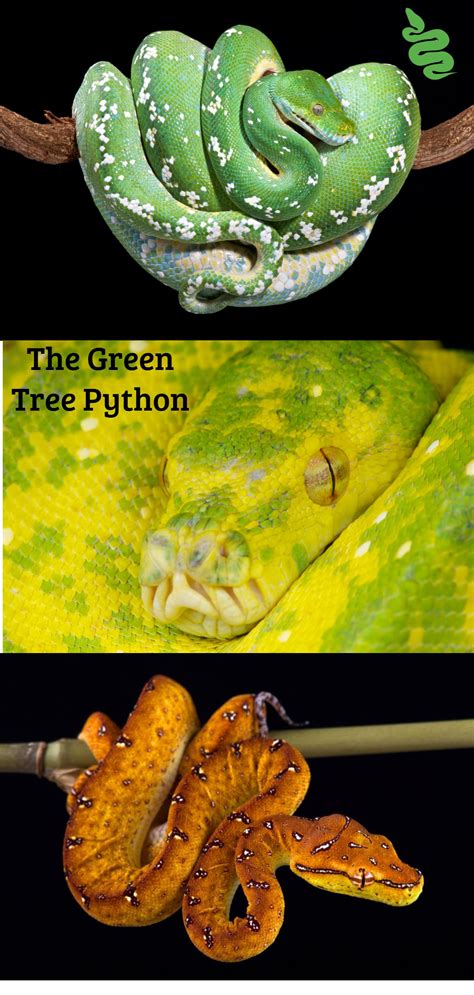 Afbeeldingsresultaten voor Green Tree Python Tattoo